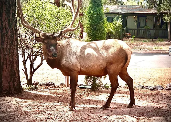 Hidden Gem Retreat In The Heart Of Payson